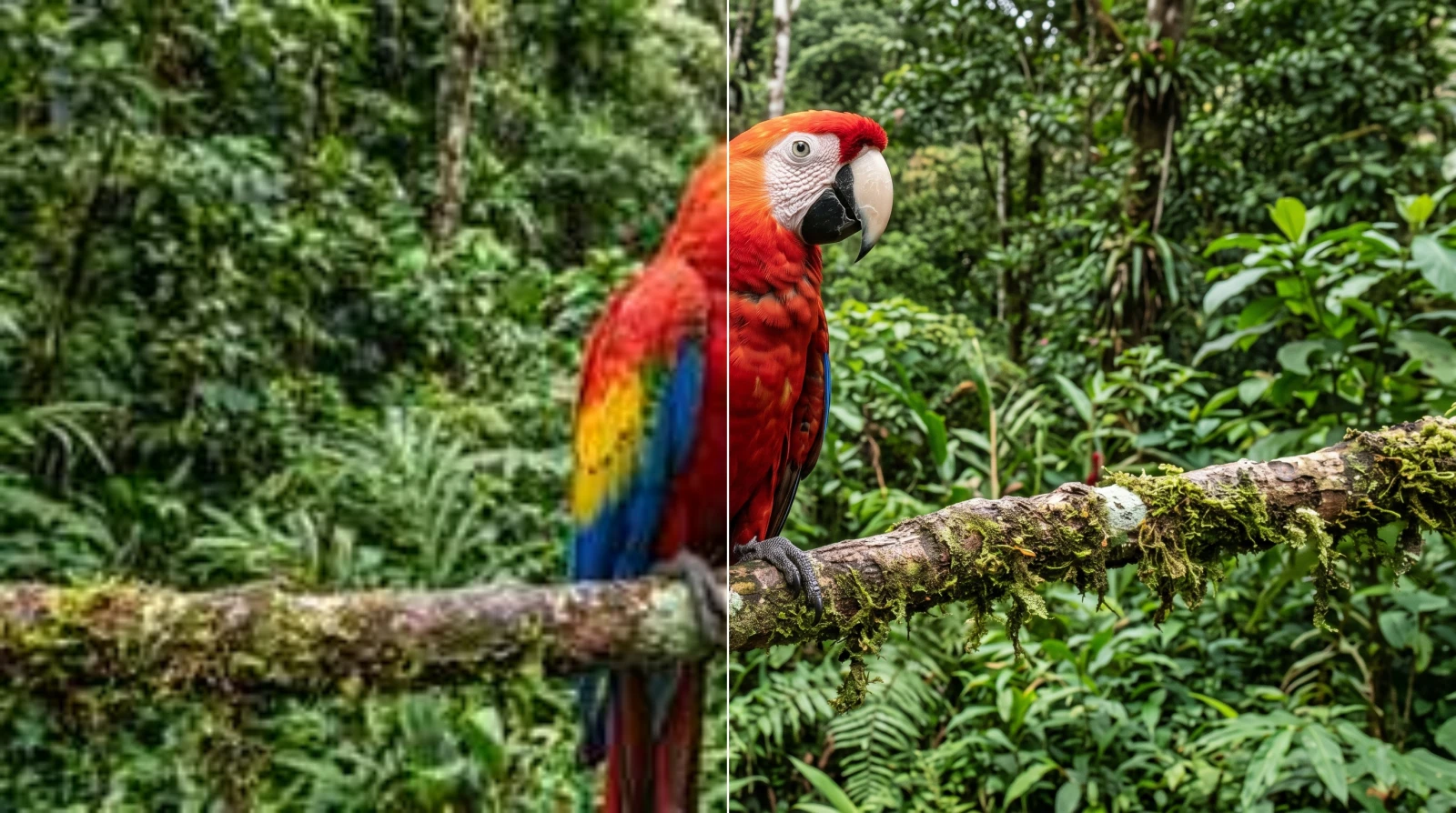Un guacamayo rojo en una rama con musgo, blando y emborronado como una miniatura estirada en la mitad izquierda, nítido en la derecha